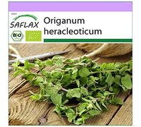 SAFLAX - Ecológico - Oregano - 1500 semillas - Origanum heracleoticum