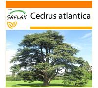 SAFLAX Garden in the bag - Cedro azul del Atlas - 20 semillas - Cedrus