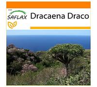 SAFLAX - Garden in the Bag - Drago de Canarias - 5 semillas - Con sustrato de cultivo en un sacchetto rigido fácil de manejar. - Dracaena Draco