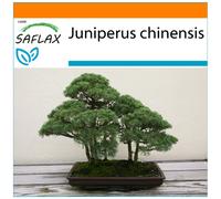 SAFLAX Garden in the bag - Enebro de la China - 30 semillas - Juniperus