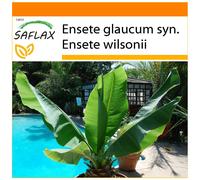 SAFLAX Garden in the bag - Falso plátano - 10 semillas - Ensete