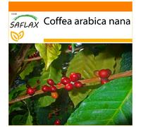 SAFLAX Garden in the bag - Planta del café - 8 semillas - Coffea