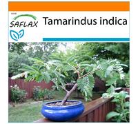 SAFLAX Garden in the bag - Tamarindo - 4 semillas - Tamarindus