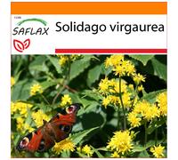 SAFLAX Garden in the bag - Vara de oro - 100 semillas - Solidago