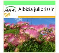 SAFLAX Garden to go - Acacia de Constantinopla - 50 semillas - Albizia