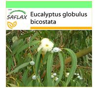 SAFLAX Garden to go - Eucalipto - 100 semillas - Eucalyptus