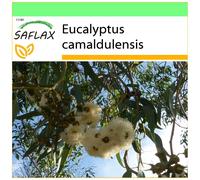 SAFLAX Garden to go - Eucalipto rojo - 200 semillas - Eucalyptus