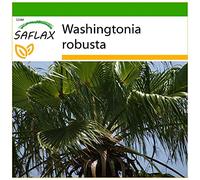 SAFLAX - Palma de California - 12 semillas - Con sustrato estéril para cultivo - Washingtonia robusta