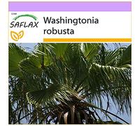 SAFLAX - Palma de California - 12 semillas - Washingtonia robusta