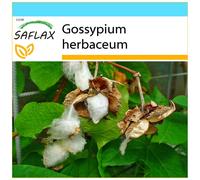 SAFLAX Set de regalo - Algodón - 12 semillas - Gossypium