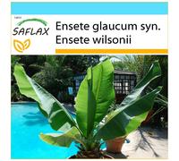 SAFLAX Set de regalo - Falso plátano - 10 semillas - Ensete