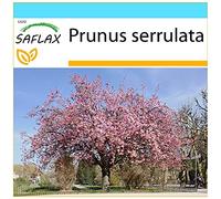 SAFLAX - Set regalo - Cerezo japonés - 30 semillas - Con caja regalo/envío, etiqueta para envío, tarjeta de felicitación y sustrato de cultivo y fertilizante - Prunus serrulata
