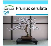 SAFLAX - Set regalo - Cerezo japonés - 30 semillas - Con caja regalo/envío, etiqueta para envío, tarjeta de felicitación y sustrato de cultivo y fertilizante - Prunus serulata
