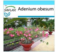 SAFLAX - Set regalo - Rosa del desierto - 8 semillas - Con caja regalo/envío, etiqueta para envío, tarjeta de felicitación y sustrato de cultivo y fertilizante - Adenium obesum