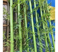 SAFWELAU Pantalla de plástico Bambu Planta Planta de bambú Falsa con Hojas de Seda encriptadas, Planta de bambú Verde para jardín Patio Interior Exterior decoración(30 Pack,1.5m/4.9ft Tall)