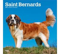 Saint Bernards - Bernhardiner 2027 - 16-Monatskalender: Original BrownTrout-Kalender [Mehrsprachig] [Kalender] (Saint Bernards | 2027 12 x 24 Inch ... | BrownTrout | Animals Dog Breeds)