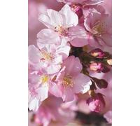 Sakura Cherry Blossom Journal: Hardcover, 6 x 9 Inches, 180 Pages, Lined Notebook, Matte Finish. Flowers, Nature, Floral, Pink Journals