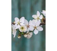 Sakura Cherry Blossom Journal: Hardcover, 6 x 9 Inches, 180 Pages, Lined Notebook, Matte Finish. Teal Green with Japanese Sakura Flowers, Nature, Flowers, Floral Journals