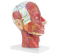 SALALIS Modelo Anatómico de Cerebro, Cabeza y Cuello, Muy Detallado para Observar Escuelas, Hospitales, Plástico PVC