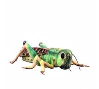 Saltamontes Verde Realista de Peluche 35 cm. Ideal for y for la educación científica