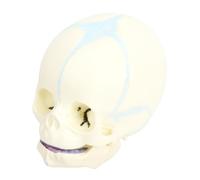 Saluaqui Modelo de Cráneo de bebé de Tamaño Natural, Cráneo de Anatomía del Feto, Plástico de PVC para Enseñanza, Aprendizaje, Estudiantes, Exhibición Educativa con Estructura Duradera