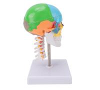 Saluaqui Modelo de Cráneo de Colores con Cerebro y Columna Cervical, Modelo de Enseñanza de Anatomía con Tapa Craneal Extraíble y Base Resistente, para Estudiantes de Arte de Educación