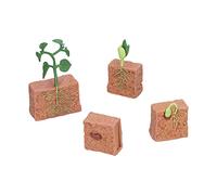 Saluaqui Modelo de la Etapa de Crecimiento de la Planta Educativa Modelo - Ciclo de Vida de las Plantas de Frijoles para Niños Aprendizaje - Proceso de Desarrollo de Semillas Realista para el