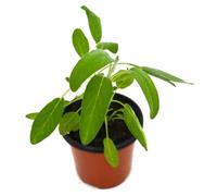 Salvia Común 10cm en Maceta Salvia Officinalis para Cocinar y Medicina Natural