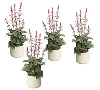 Salvia en maceta de cemento UE 4 unid., altura 450 mm