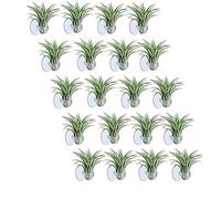 SameeHome 20 soportes para plantas de aire Tillandsia, soporte para plantas con ventosa para colgar (plantas no incluidas)