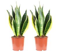 Sansevieria trifasciata Laurentii, Flores Naturales - Juego de 2 cáñamo arco, altura aprox. 45 cm, diámetro de la cacerola 14 cm