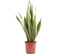 Sansevieria trifasciata Laurentii - Planta de interior fácil de limpiar, altura aprox. 45 cm, diámetro de maceta de 14 cm