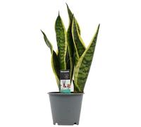 Sansevieria Trifasciata Natural Planta de Interior de Origen Africano