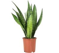Sansevieria zeylanica - Planta de interior fácil de limpiar, altura aprox. 45 cm, diámetro de maceta de 14 cm