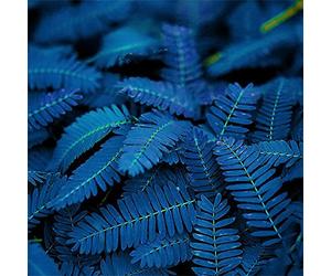 SANWOOD 10/20/50 Uds Blue Mimosa Pudica Semillas para la plantación de jardines caseros, único azul mimosa Pudica Semillas Jardín Bonsai Plants Decoración para el hogar 50pcs