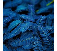 SANWOOD 10/20/50 Uds Blue Mimosa Pudica Semillas para la plantación de jardines en el hogar, único azul mimosa Pudica Semillas Jardín Bonsái Plantas Decoración para el hogar 20 Uds