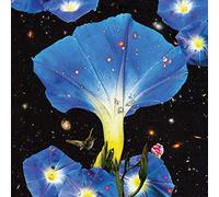 Sarah Louise - Nighttime Birds And Morning Stars [Vinilo]