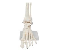 Sarini Modelo de Esqueleto de Tobillo Humano de 1 Pieza, Modelo de articulación de Hueso del pie, anatomía médica, Modelo de pie y Tobillo, Adecuado para investigación médica (pie Izquierdo)