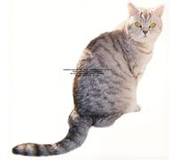 Sarter Kit - What I Am And What I'm Not (LP, 180g) [Vinilo]