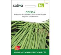 Sativa Judía Enana Extrafina Bio - Odessa - 1 paq.