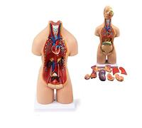 SBCGFY Modelo de Torso de Cuerpo Humano de 55 cm, Modelo de anatomía Unisex con 19 órganos extraíbles, Modelo de Torso de Cuerpo Humano para enseñanza médica, Modelos para aulas
