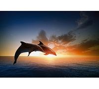 Scenolia Papel Pintado Déco Póster Salto de los Delfines 3 x 2,70 M | Déco y Fotos de Pared XXL Calidad HD