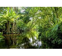 Scenolia Tapiz Póster panorámica Broca Tropical 4 x 2,70 M | Déco y Fotos de Pared XXL Calidad HD