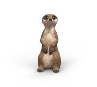 Suricata