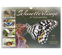 Schmetterlinge im Tropenparadies (Wandkalender 2027 DIN A4 quer), CALVENDO Monat