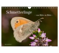 Schmetterlinge - von Blüte zu Blüte - (Wandkalender 2027 DIN A4 quer), CALVENDO