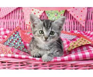 Schmidt Spiele 56361 My Favorite Pet Babies, 3x48 Piece Children's Puzzle