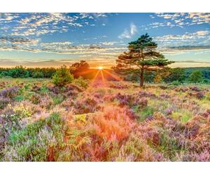 Schmidt Spiele 59768-Puzzle de 1000 Piezas de Brezo al Atardecer, Multicolor (59768)