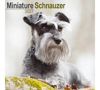 Schnauzer Miniature 2027 Calendar | Square Wall Calendar | Dog Breed Gift | Plastic Free Packaging | by Avonside Publishing