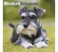 Schnauzer Miniature Calendar 2025 Square Dog Breed Wall Calendar - 16 Month